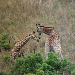afrique du sud, safari, giraffe