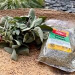 Le Fonio : La petite graine africaine indispensable pour votre cuisine sans gluten