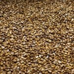Le Fonio : La petite graine africaine indispensable pour votre cuisine sans gluten