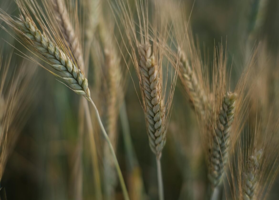Detailed view of wheat ears swaying gently with a soft focus background.