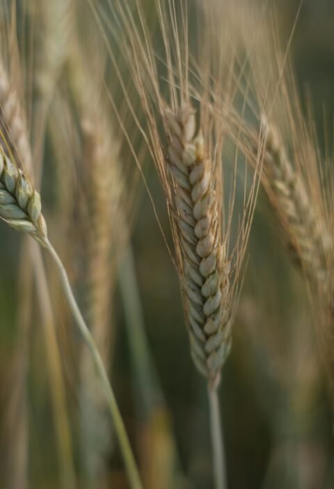 Detailed view of wheat ears swaying gently with a soft focus background.