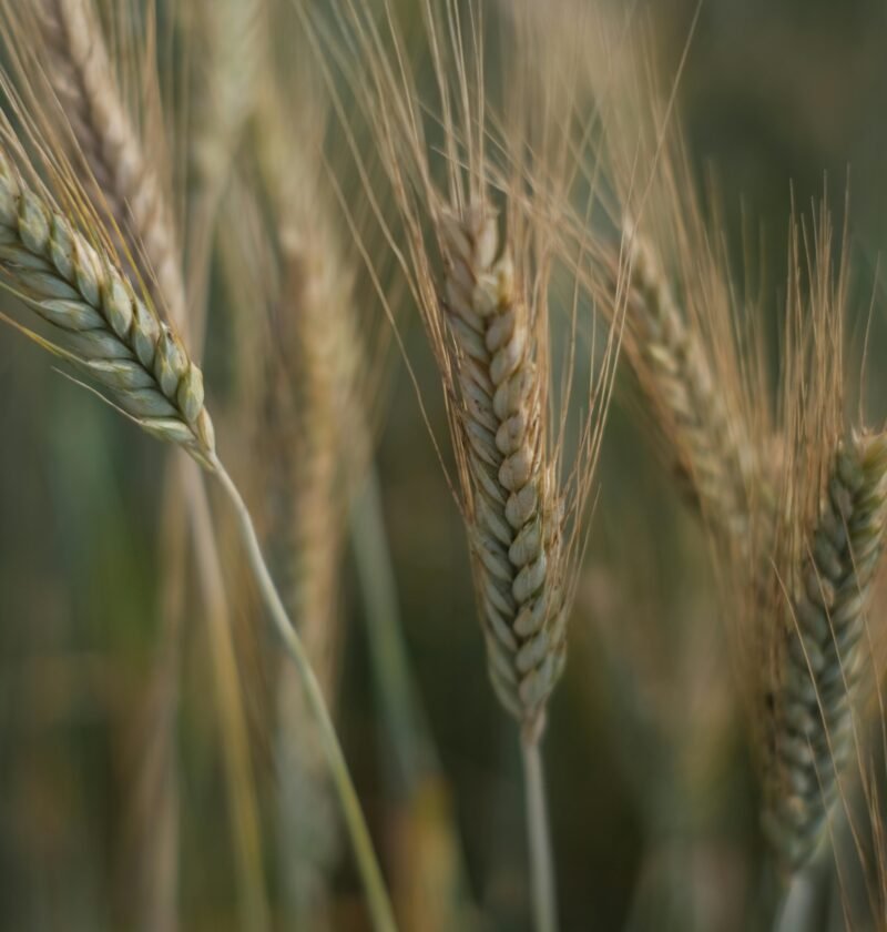 Detailed view of wheat ears swaying gently with a soft focus background.